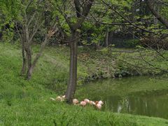 -合肥野生动物园