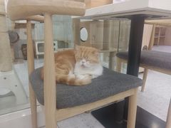 -喵园·猫主题咖啡厅·撸猫·猫咖(国贸店)