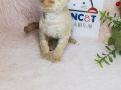 -十年猫舍·猫咪专门店(普陀店)