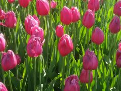 -长春公园(普阳街道)