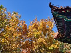 -黄村公园