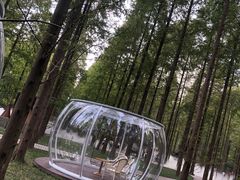 -黄海国家森林公园