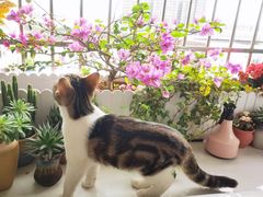 -lincat·猫舍(广州店)
