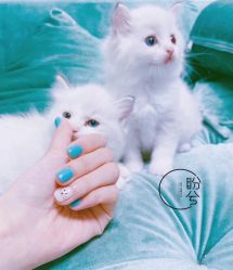 -盼兮·日式美睫沙龙