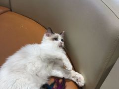 -藏猫猫咖啡主题馆(中央大道店)