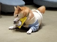 -逗柴咖啡屋·狗咖猫咖宠物桌游