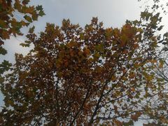 -大渡口区义渡公园