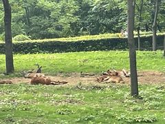 -合肥野生动物园