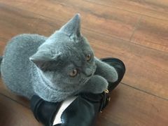 -Meowの猫咖(万家丽店)