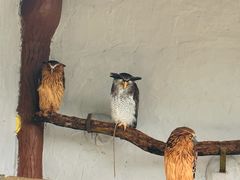 -吉隆坡雀鸟公园