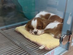 -FAELING PETS美天灵宠物(合生汇店)