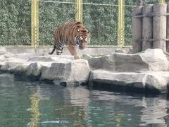 -上海野生动物园