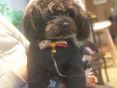 -八公叔叔宠物美容连锁(春申店)