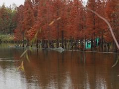 -白鹭湾湿地公园