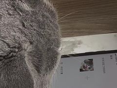 -滚猫咖啡·猫咖·猫友好撸猫(未来城店)