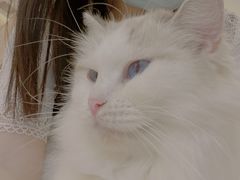 -猫域·湾主题猫咖·宠物吧(南坪城市广场店)
