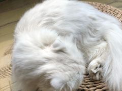 -猫猫幼稚园·撸猫·桌游·电玩