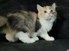 -momokira米努特·德文卷毛猫·棉花面纱犬