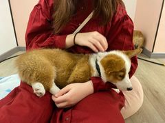 -浣熊柯尔鸭土拨鼠·电玩咖