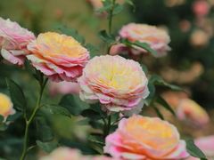 -人民公园(罗湖区)