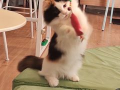 -MOYOYO猫咪咖啡店