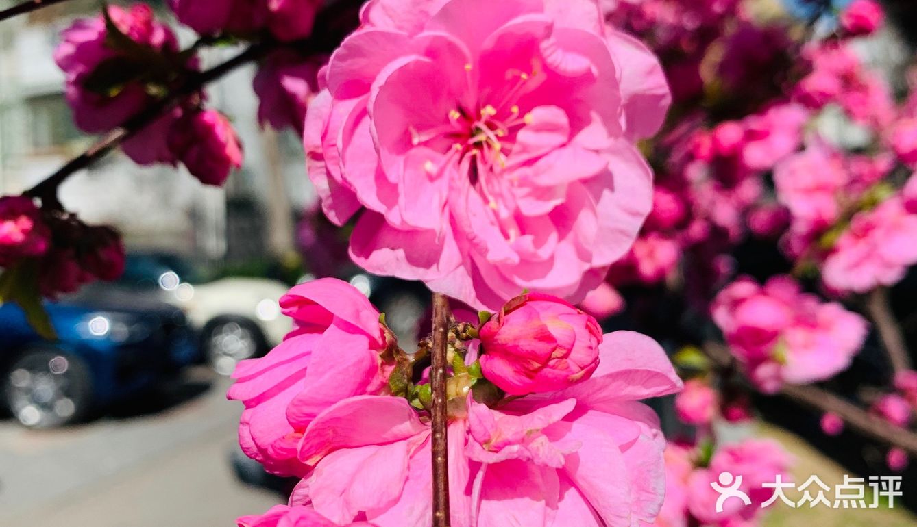 花朵🌺怒放🐝