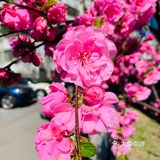 花朵🌺怒放🐝