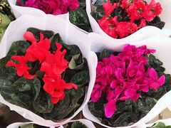 -宝鸡东道花鸟鱼虫市场(吉利花园商场店)