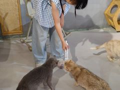 -豆逗聊愈猫阁Easy Life