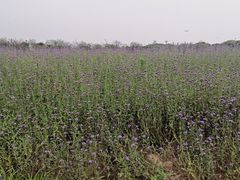 -光明小镇欢乐田园