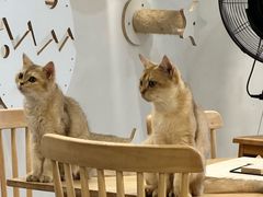 -楼上猫咖(罗湖店)