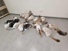 -有喵·猫咖·狗咖·30几只猫10只小狗(岗厦店)