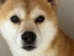 -瑞派康怡24h宠物医院·犬猫医疗中心·微创绝育(瑞景分院)