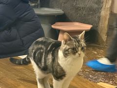 -猫猫幼稚园·撸猫·桌游·电玩