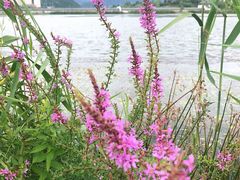 -门城湖公园