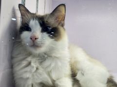 -喵的天空名猫咖啡馆·撸猫·猫舍·用品