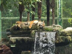 -上海野生动物园