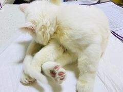 -宠爱国际动物医院· 猫科· 外科·中兽医(长白店)