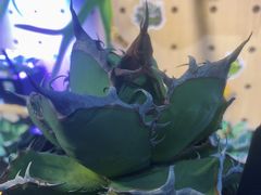 -Rabbit Cafe私房西餐甜点咖啡(栖霞路店)