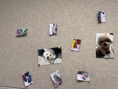 -纳吉亚猫专科动物诊疗中心(蒋宅口分院)