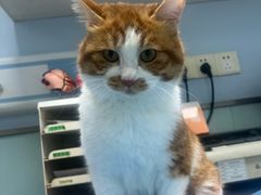 -纳吉亚猫专科动物诊疗中心(蒋宅口分院)