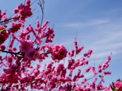 -国家植物园