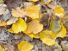 -森林公园(尖草坪区)