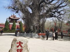 -大槐树寻根祭祖园