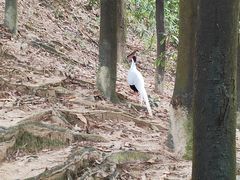 -火炉山森林公园