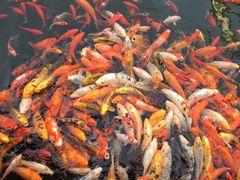 -苏苑饭店-中餐厅(长桥地区店)