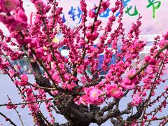 -无锡梅园公园