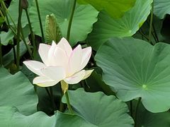 -北京动物园-畅观楼