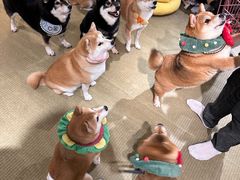 -逗柴咖啡屋·狗咖猫咖宠物桌游