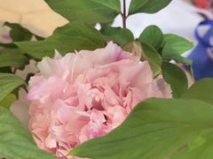 -花之城